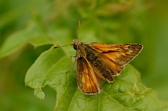 David Plant Photography - Wildlife Photography - Large skipper - A